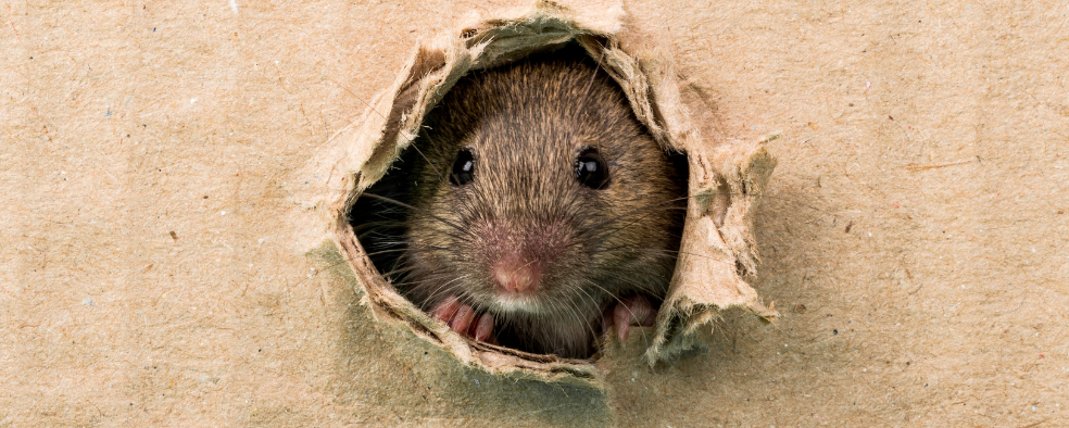 Undgå rotter i huset